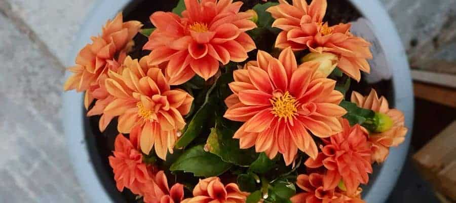 Dahlia’s in pot