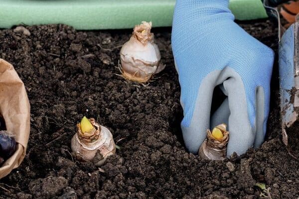 hyacinten-bollen-planten