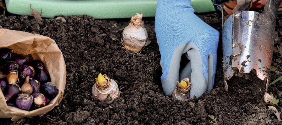 hyacinten-bollen-planten