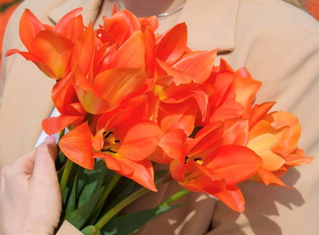 Prachtige-orange-emperor-tulpen-flowerbulbs-amsterdam