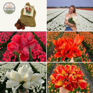 collega-tulip-mix-M