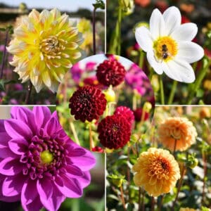 dahlia-flora-fiesta