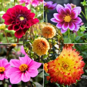 dahlia-happy-garden