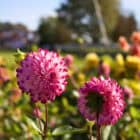 dahlia-little-robert