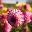 dahlia-little-robert-2