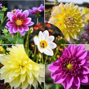 dahlia-mystic-bloom