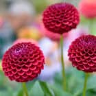 dahlia-natal-2
