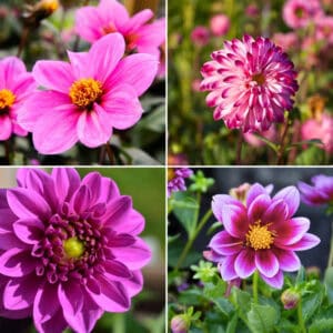 dahlia-pink-and-purple