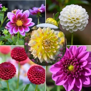 dahlia-royal-garden