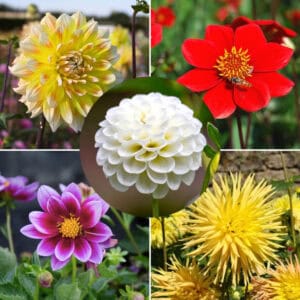 dahlia-shiny-garden