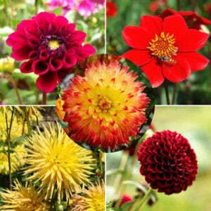 dahlia-summer-joy