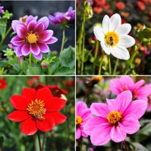 dahlia-wings-and-bees